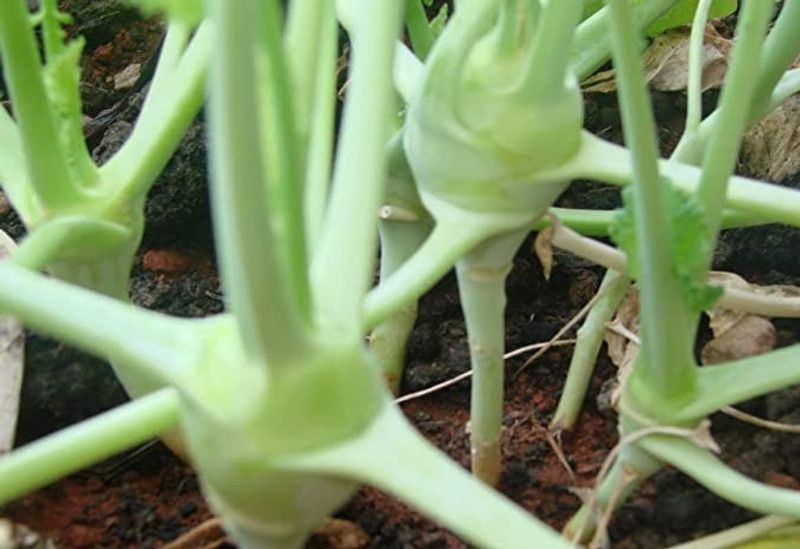 MAA Knol Khol, Kohlrabi Seed  (33 per packet)