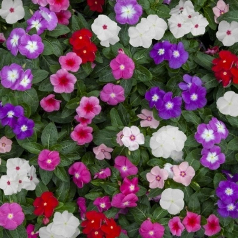 Mozette Exotic impatient Seed  (24 per packet)