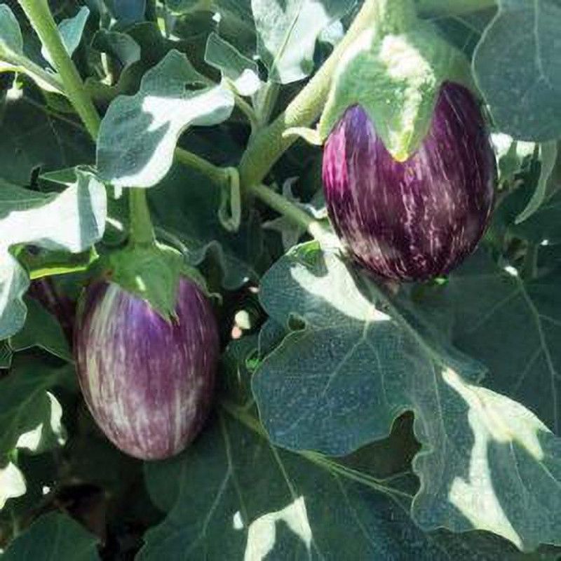PEARL Bella-Stripe-Eggplant- Seed  (190 per packet)