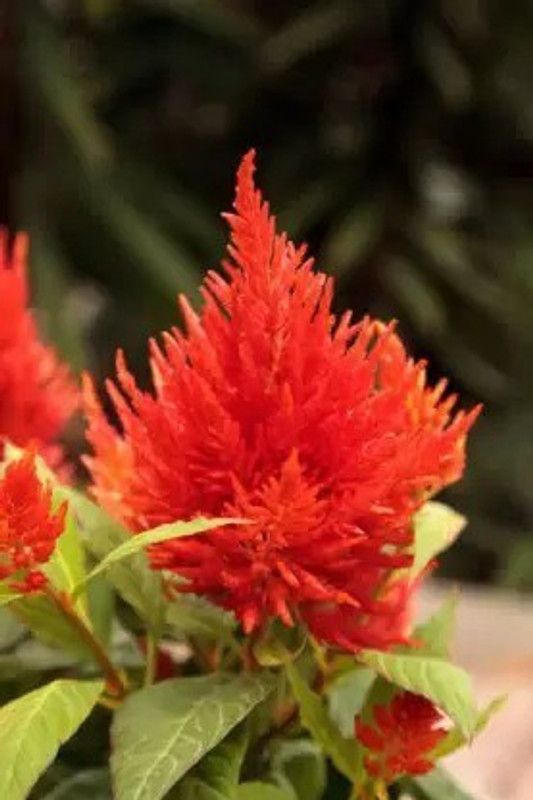 Aro Celosia Dwarf, Cockscomb Seed  (150 per packet)