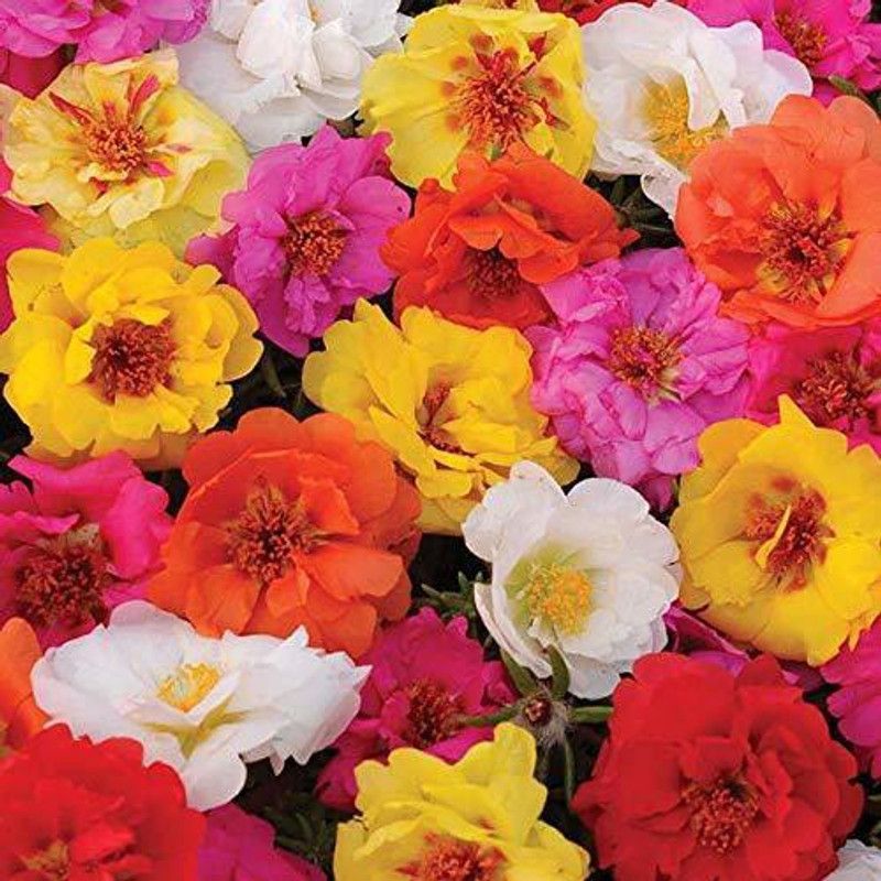 Mozette Portulaca Mix Flower Seed  (150 per packet)