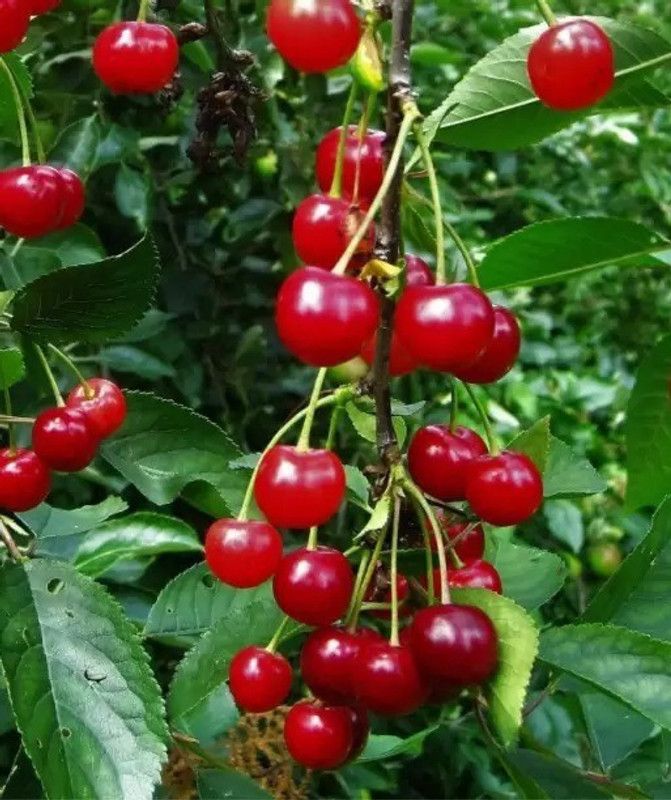 Chalisa Cherry Seed  (11 per packet)