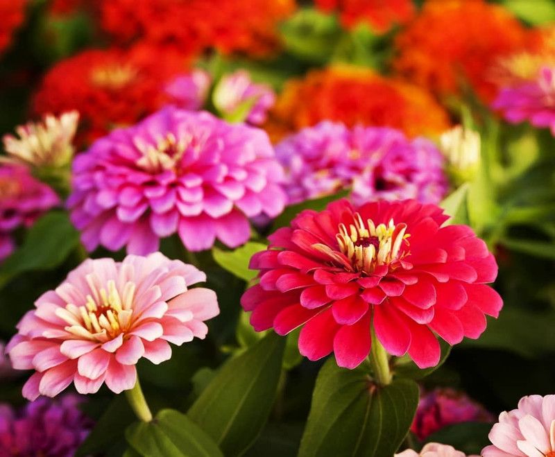 Japura Zinnia Mix Flowers Seed  (57 per packet)