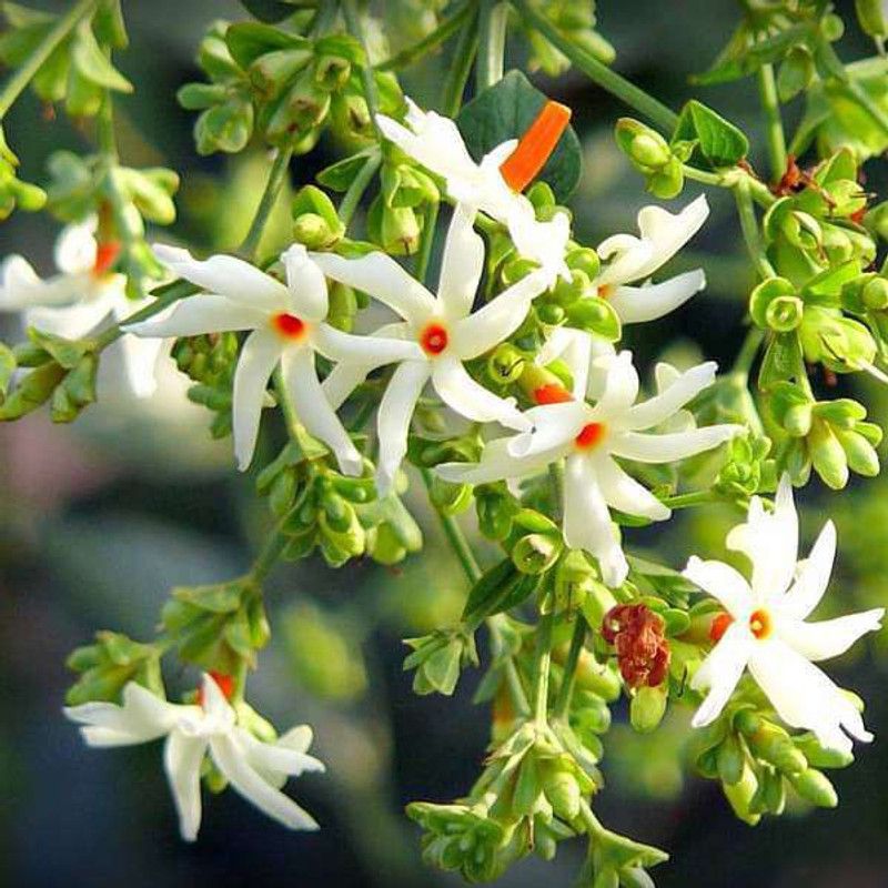 suvo nursary Jasmine Plant  (Hybrid, Pack of 1)