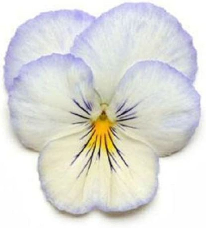 CYBEXIS Pansy Seeds Cool Wave Frost Trailing Pansy (Hanging Pansy) Seed  (1 g)