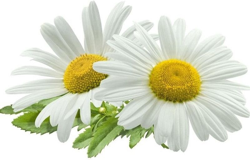 Mozette Exotic germanchamomile Seed  (20 per packet)