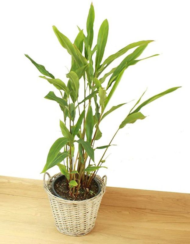 natikrd Elaichi/Cardamom Plant  (Pack of 1)