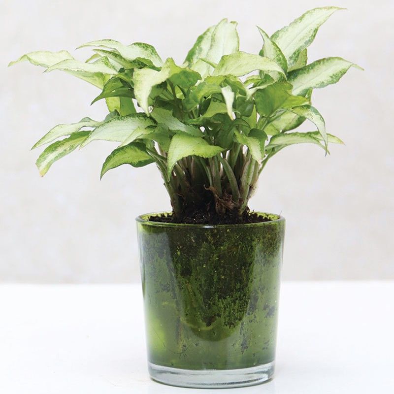 Floweraura Aglaonema Plant  (Hybrid, Pack of 1)