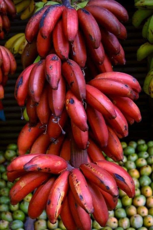 Evergreen Banana Plant  (Hybrid, Pack of 1)