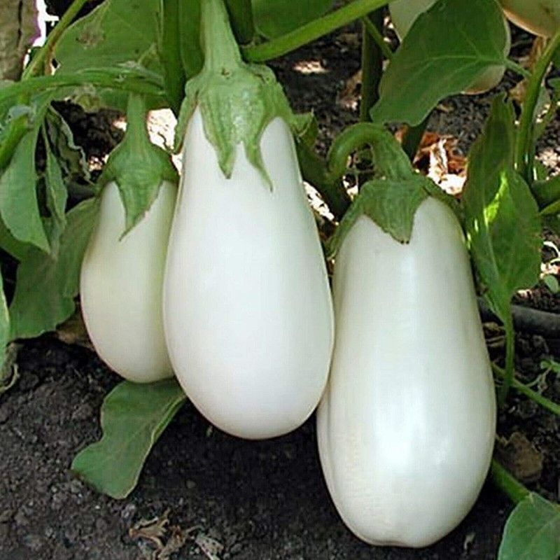PLANTZON Brinjal White Seed  (54 per packet)