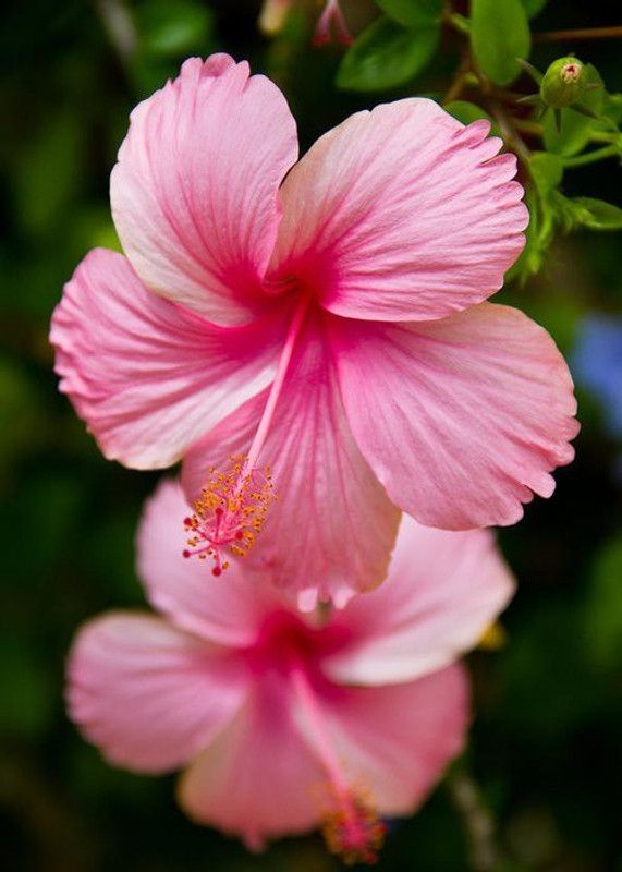 GreenHorizon Hibiscus Plant  (Hybrid, Pack of 1)