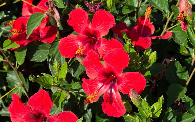 Ugalo Hibiscus Plant  (Pack of 1)