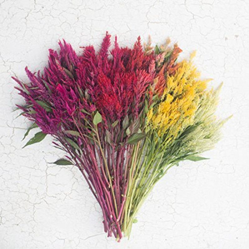 CYBEXIS Celosia Plume Mix Seeds Seed  (50 per packet)