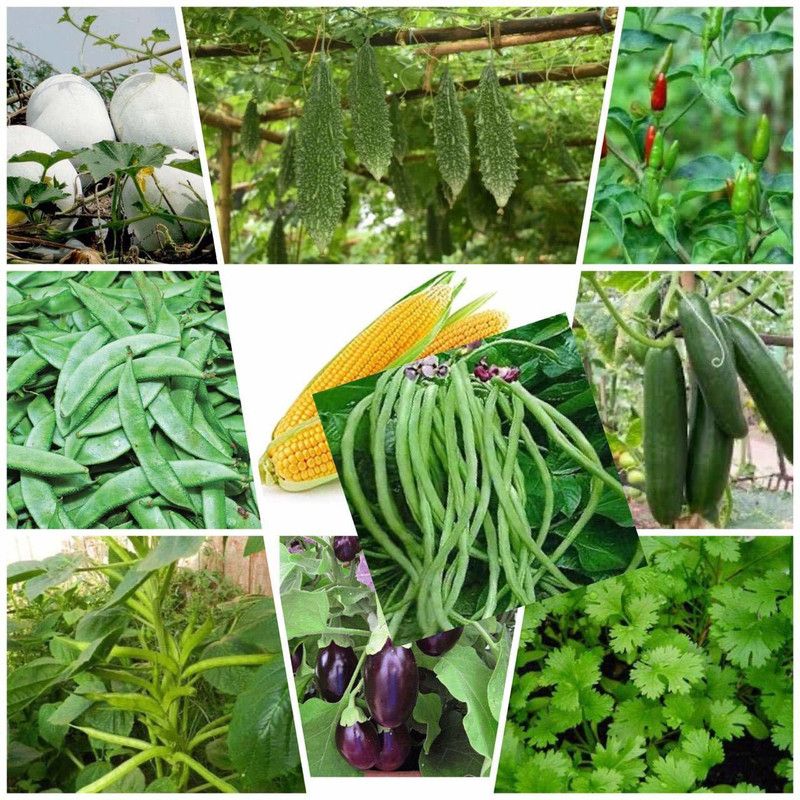 VibeX Combo Variety Of Vegetable Seeds. Organic Hybrid Vegetable Seeds Seed  (1400 per packet)