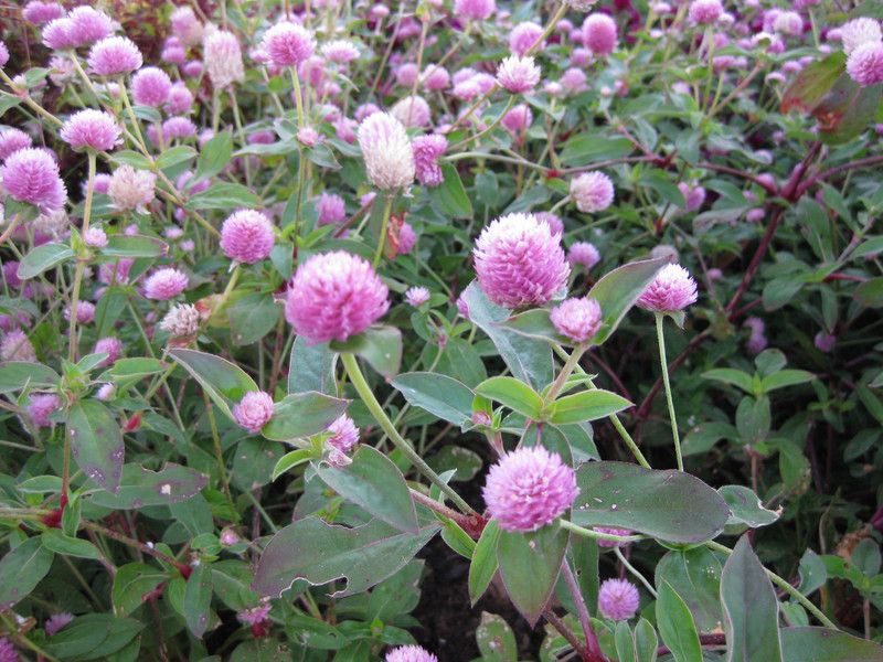 Nodoc Exotic gomphrena Seed  (23 per packet)