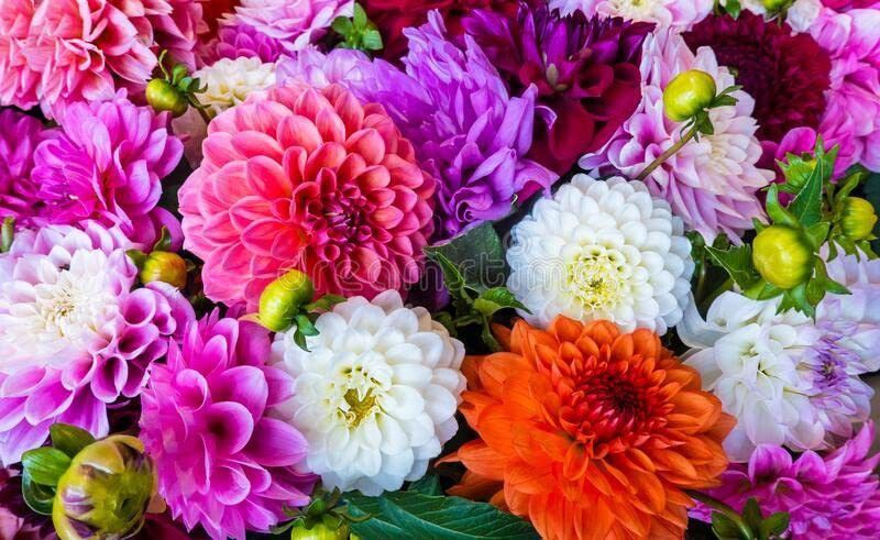KANAYA Dahlia Double Figaro Seed  (55 per packet)