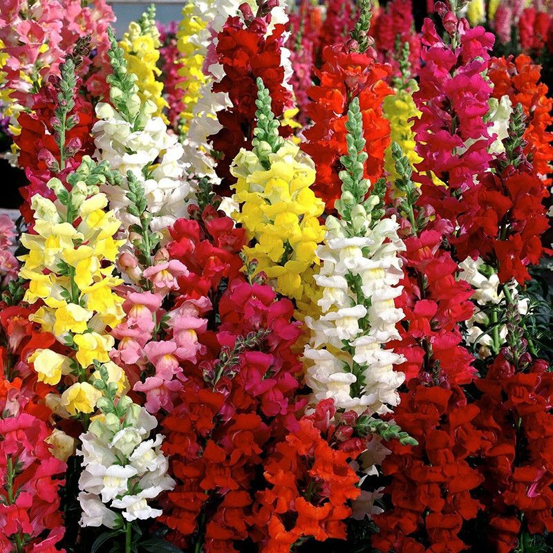 CYBEXIS Snapdragon Tetra Mixture, Antirrhinum majus Seed  (50 per packet)