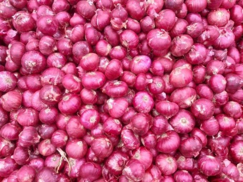 WILLVINE LX-1016 F1 Hybrid Onion Red Nashik Seed  (1000 per packet)
