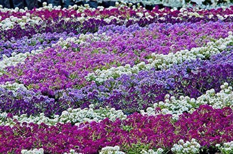 CYBEXIS Pink Sweet Alyssum, Sweet Alison Seed  (50 per packet)
