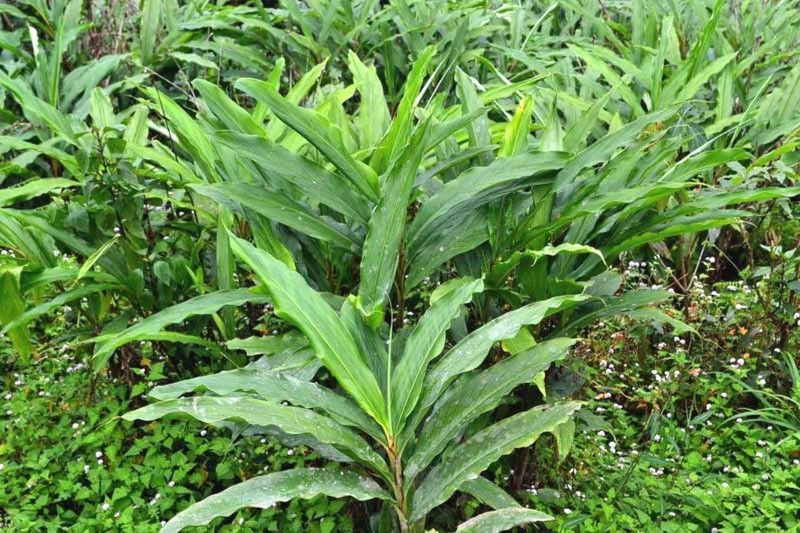 VibeX ® VLR-44 Badi Elaichi Black Cardamom Plant Seeds Seed  (50 per packet)