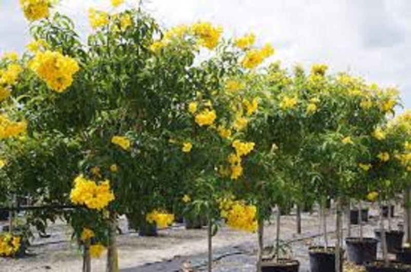 Sjeme TIKOMA STANS, YELLOW BELL, Yellow Trumpetbush, Esperanza ·, Piliya Seed  (50 per packet)
