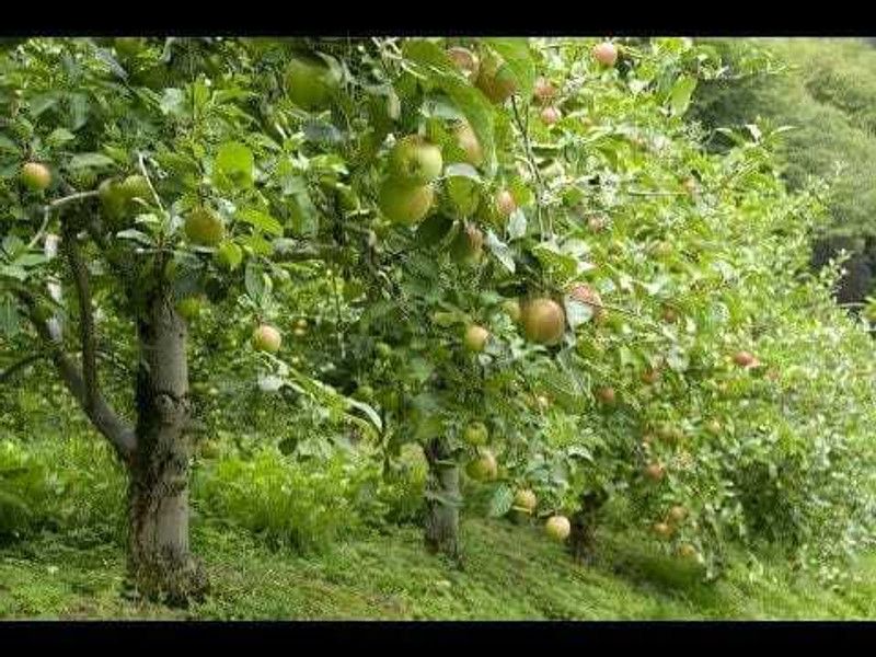Beautiful Apple Plant  (Hybrid, Pack of 1)