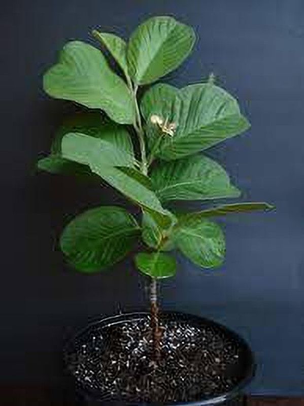 Plants Heaven Guava Plant  (Hybrid, Pack of 1)