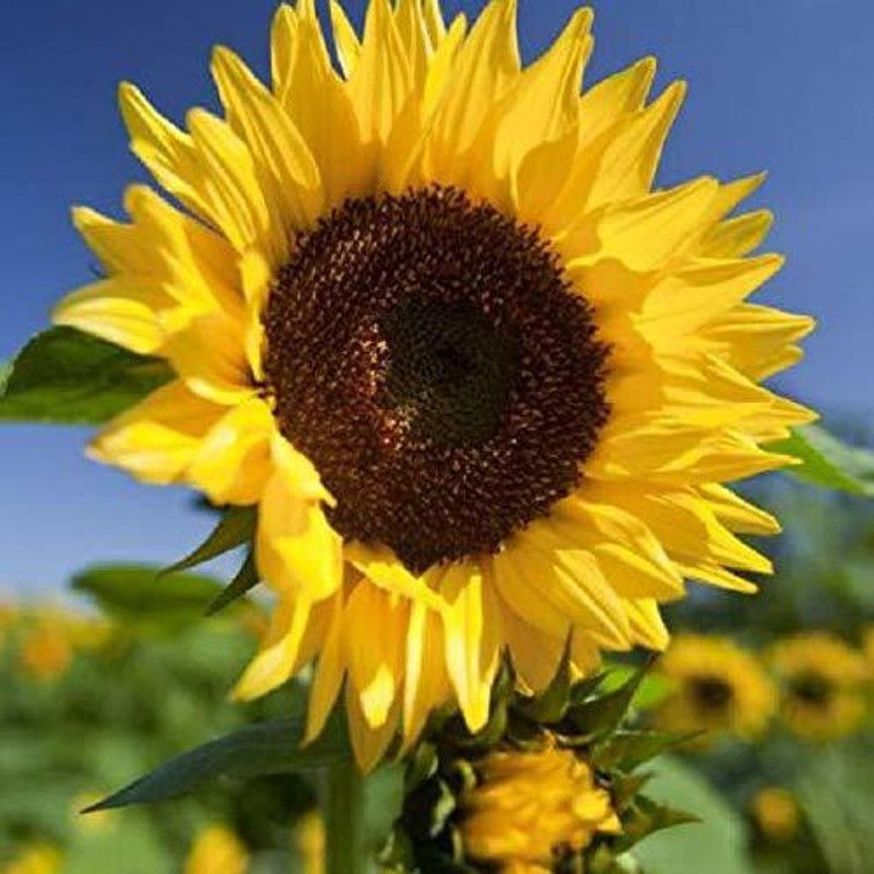 KANAYA Sunflower Seeds for Gardening, Balcony Gardening Seed  (120 per packet)