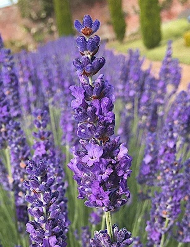 Mozette Organic lavender herb Seed  (38 per packet)