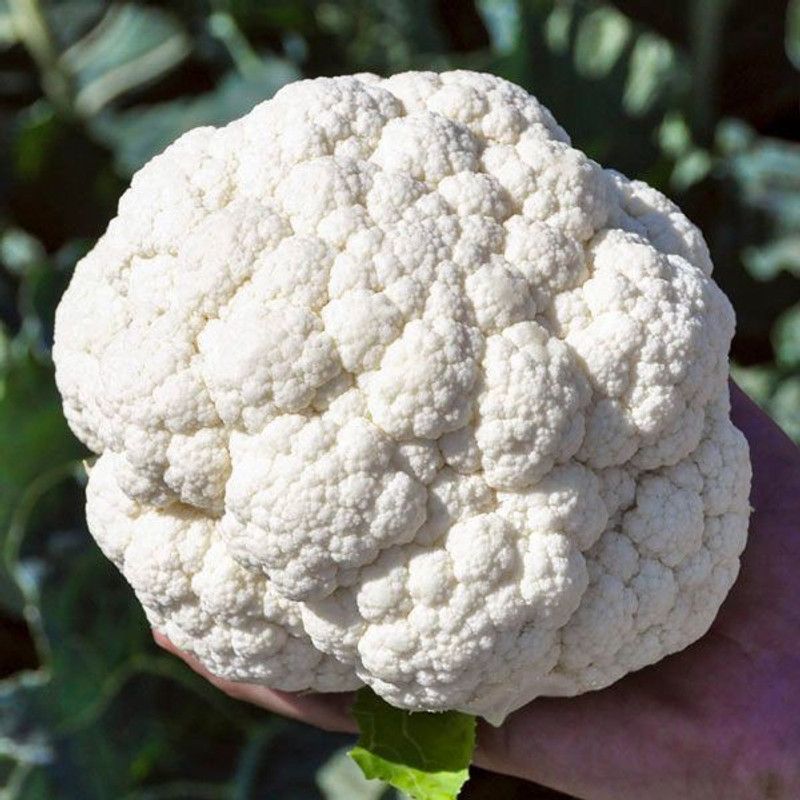 ANDOR JANVEL CAULIFLOWER Seed  (500 per packet)