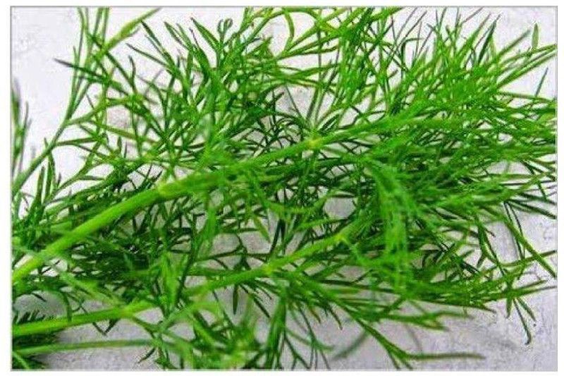 Nodoc Soya Seed  (56 per packet)