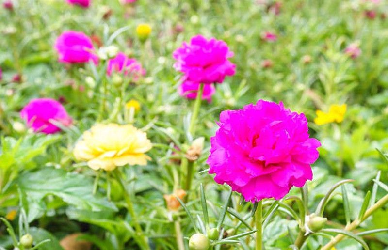 Splorias Portulaca Flower Seed  (40 per packet)