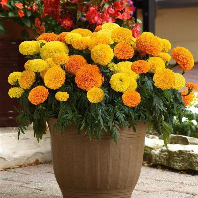 XOVO Exotic Marigold Flower Seed  (30 per packet)