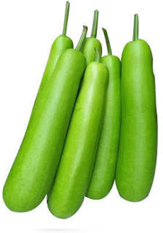 UGRA Bottle Gourd Seeds | Lauki Dudhi Seed  (120 per packet)