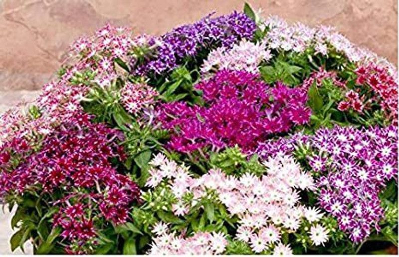 XOLDA Phox twinkle Flower Seed  (10 per packet)