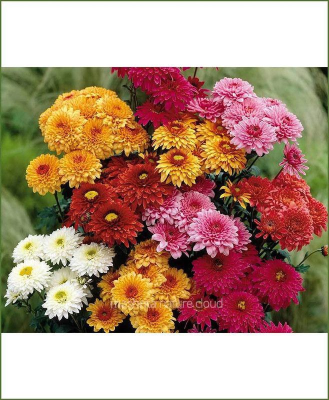 XOLDA Exotic Chrysanthemum Mix Seed  (73 per packet)