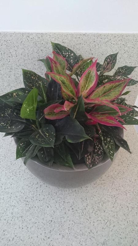 Artful Creature Aglaonema Plant  (Hybrid, Pack of 1)