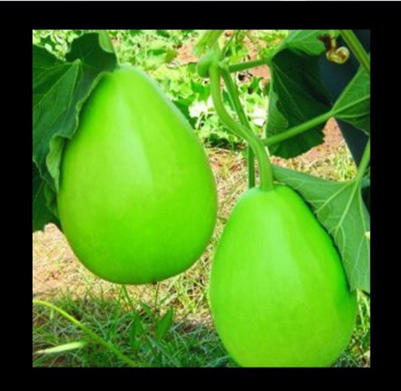 UGRA Small Asian Bottle Gourd Seed  (150 per packet)