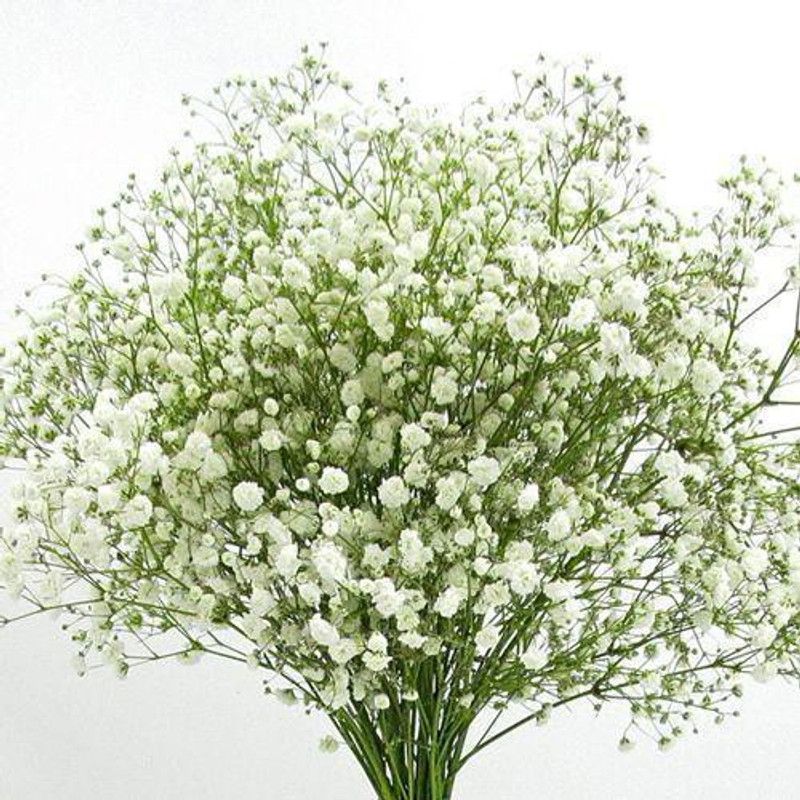 Paudha Exotic Gypsophila Flower Seed  (63 per packet)