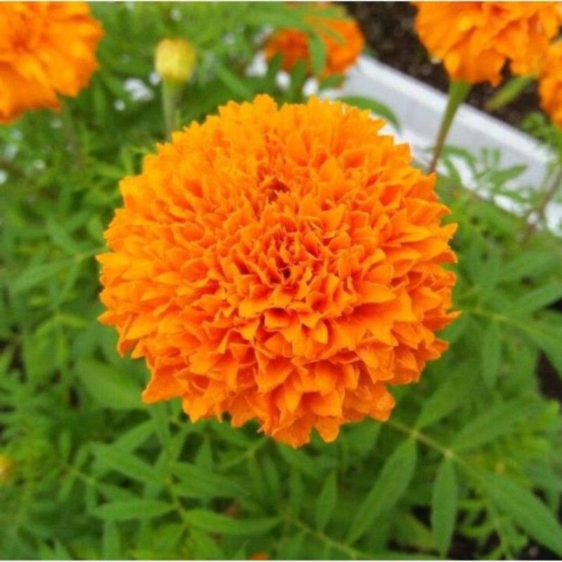 Baagavaanee Genda phool (marigold) Seed  (25 per packet)