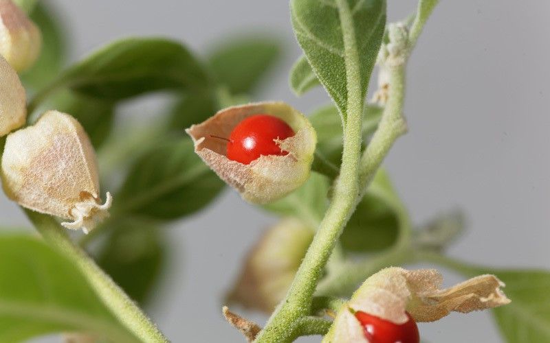 Mozette Ashwagandha Seed  (27 per packet)