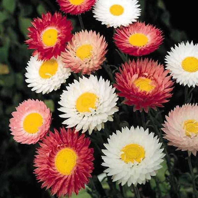 XOLDA Hybrid Daisy Mixed Flower Seed  (300 per packet)