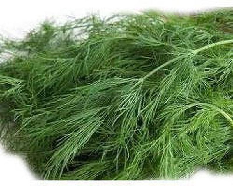 Paudha Soya Dill Seed  (30 per packet)