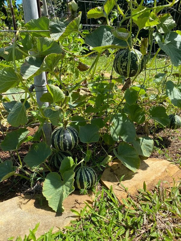 MRCY Kajari Melon/Cucumis melo/Muskmelon Seed  (500 per packet)