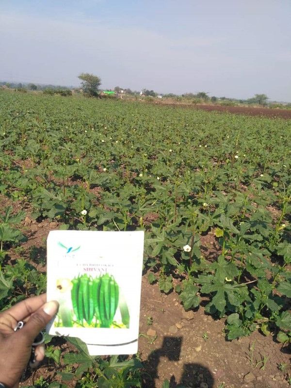 VibeX OKRA, Ladies Finger, Bhindi Seed  (50 per packet)