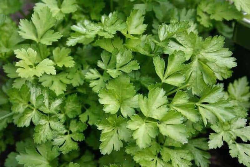 Nodoc Parsley Vegetable Seed  (28 per packet)