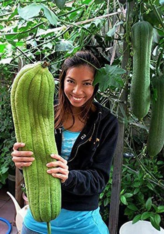 WILLVINE LXI-21 Long Sponge Gourd Seeds Seed  (50 per packet)