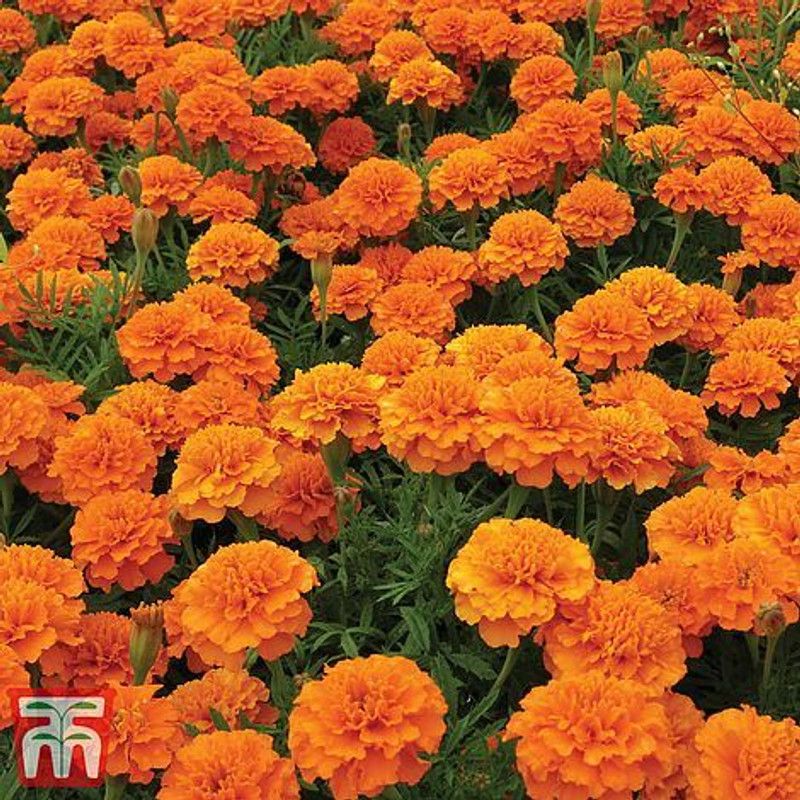VERTISE French Marigold Seeds | Non-GMO | Fresh Garden Seeds Orange Seed  (100 per packet)