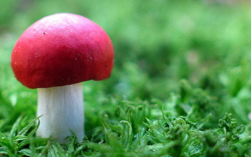 Nodoc Organic mushroom herb Seed  (13 per packet)