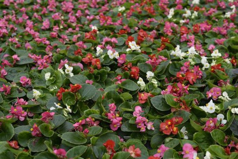 XOLDA Hybrid Begonia Seed  (70 per packet)